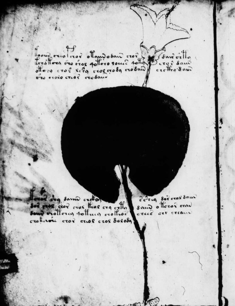 Glyphe-manuscrit de Voynich f02v