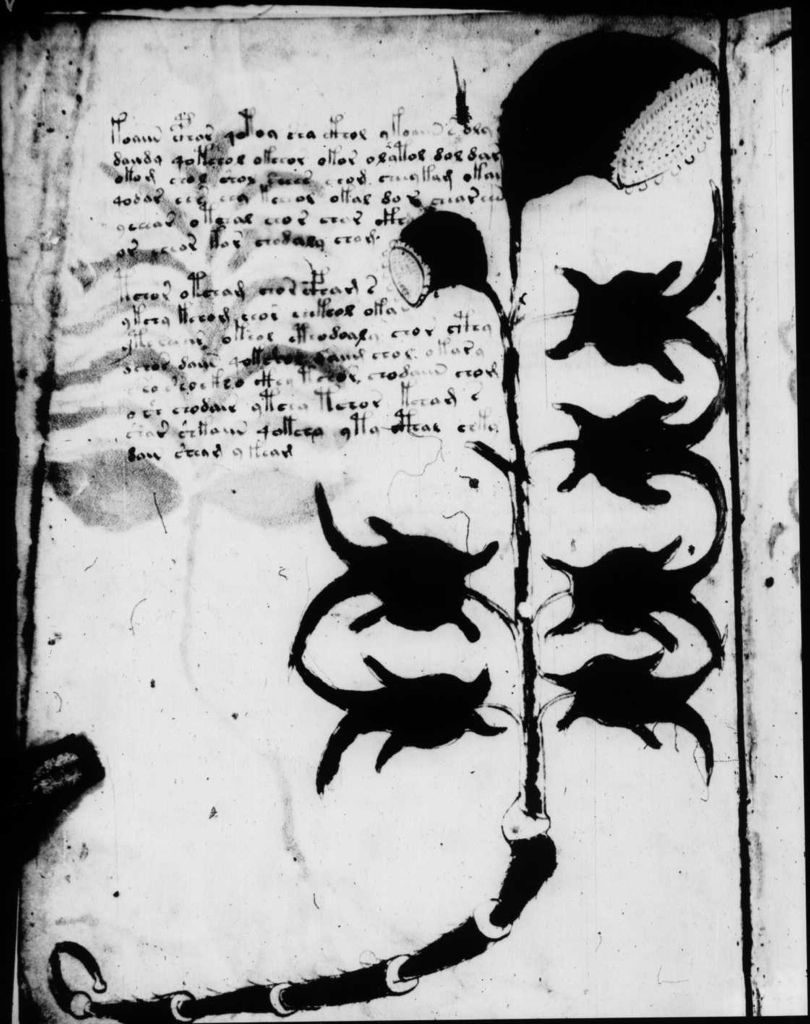 Glyphe-manuscrit de Voynich f03v
