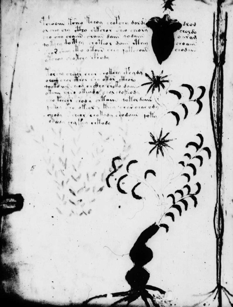 Glyphe-manuscrit de Voynich f04v