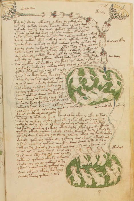 Glyphe-manuscrit de Voynich f78r