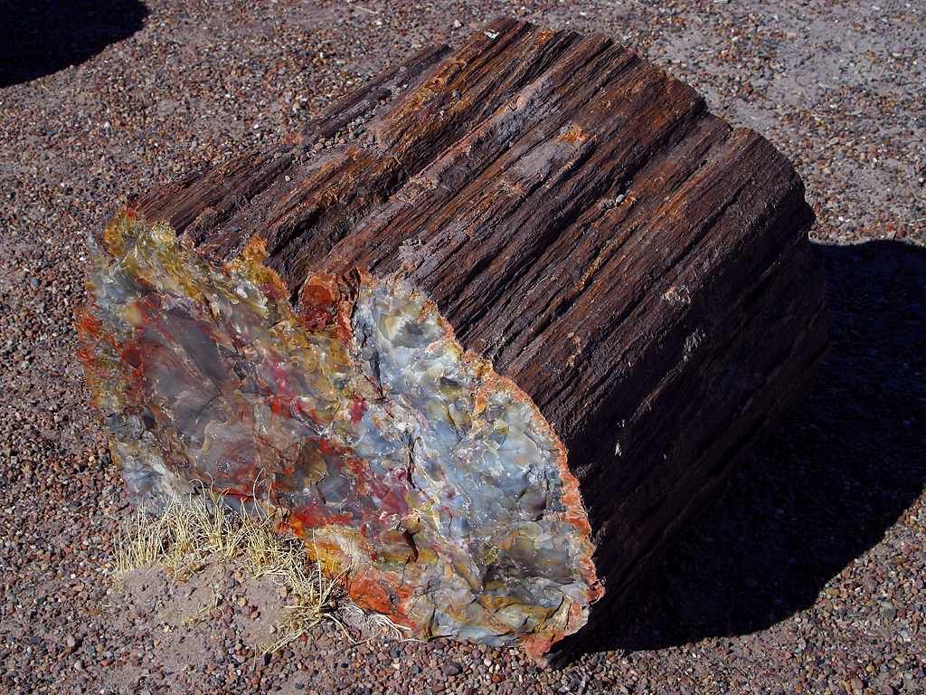 minéral Un des troncs petrifiés du Petrified Forest National Park, en Arizona, USA
