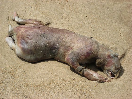 monstre RhodeislandMonster