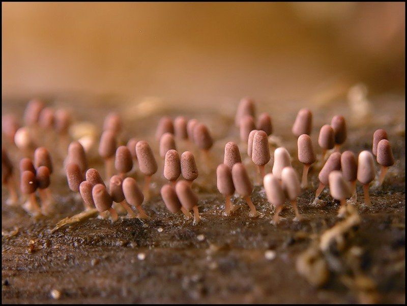 végétation - champignons