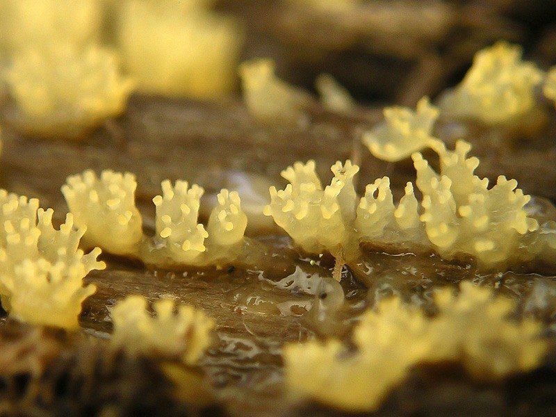 végétation - champignons