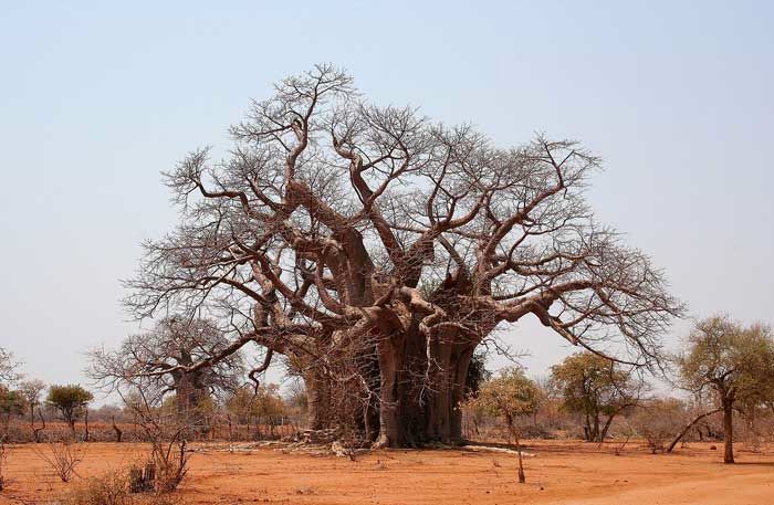 végétation baobab