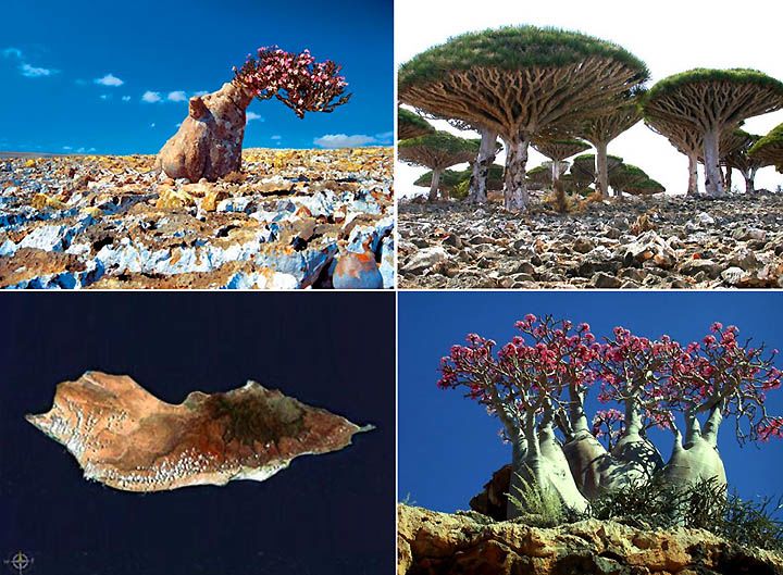 Végétation de l'Ile de Socotra, Aden.