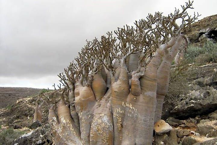 Végétation de l'Ile de Socotra, Aden.