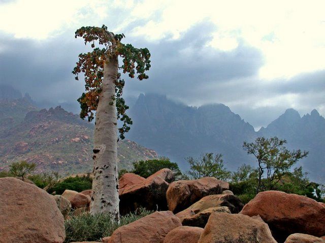 Végétation de Socotra