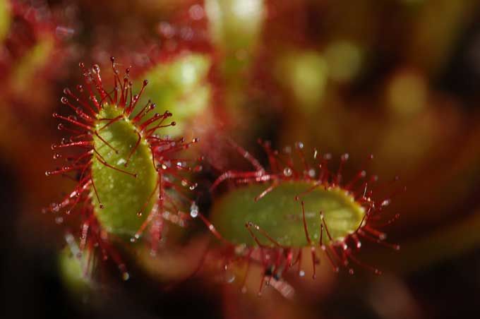 végétation plante_carnivore_011