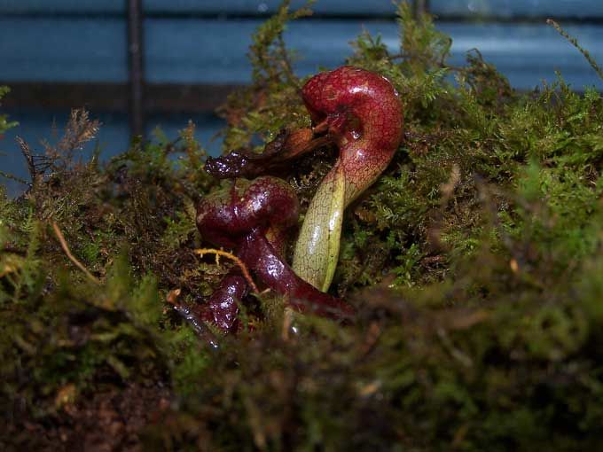 végétation plante_carnivore_02