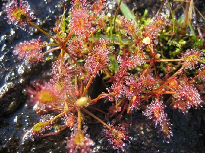 végétation plante_carnivore_drosera