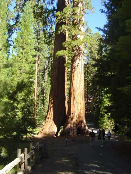 végétation sequoia_02