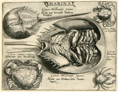 Crabs and Sea Bugs
