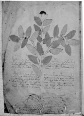 Glyphe-manuscrit de Voynich f01v