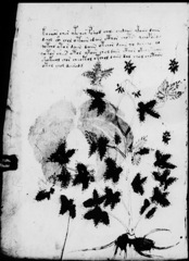 Glyphe-manuscrit de Voynich f05v