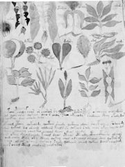 Glyphe-manuscrit de Voynich f101v