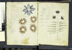 Glyphe-manuscrit de Voynich f16v