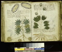 Glyphe-manuscrit de Voynich f33v