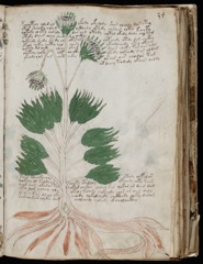 Glyphe-manuscrit de Voynich F34r
