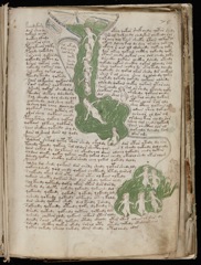 Glyphe-manuscrit de Voynich F75r