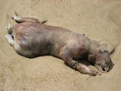 monstre RhodeislandMonster