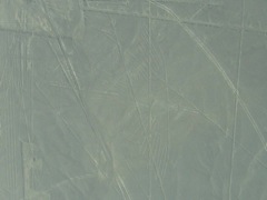Nasca_Condor_2007_08