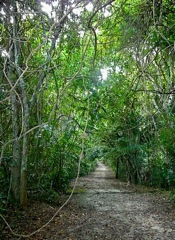 Tikal 2271---Chemin-jungle-Tikal