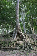 Tikal 2286---Arbre-sur-mur--boul--Tikal