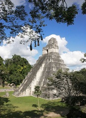 Tikal 2292---Nids-et-pyramide-Tikal