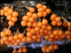 végétation - champignons