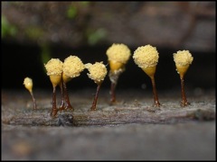 végétation - champignons