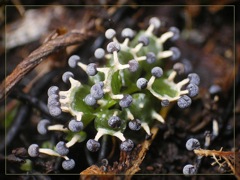 végétation - champignons