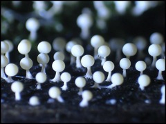 végétation - champignons