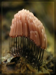 végétation - champignons