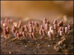 végétation - champignons