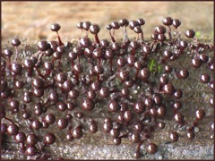 végétation - champignons