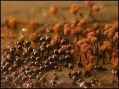 végétation - champignons