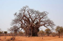 végétation baobab