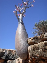 Végétation de l'Ile de Socotra, Aden.