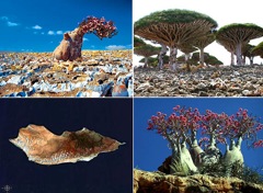 Végétation de l'Ile de Socotra, Aden.