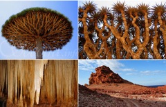 Végétation de l'Ile de Socotra, Aden.
