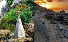 Végétation de l'Ile de Socotra, Aden.