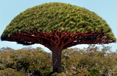 Végétation de l'Ile de Socotra, Aden.