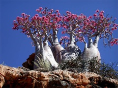Végétation de l'Ile de Socotra, Aden.