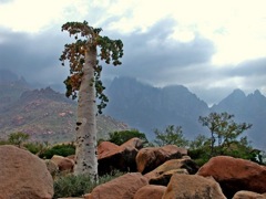 Végétation de Socotra