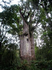 végétation kauri
