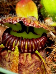 végétation plante_carnivore_010
