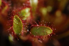 végétation plante_carnivore_011