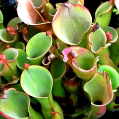 végétation plante_carnivore_09