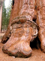 végétation sequoia_03